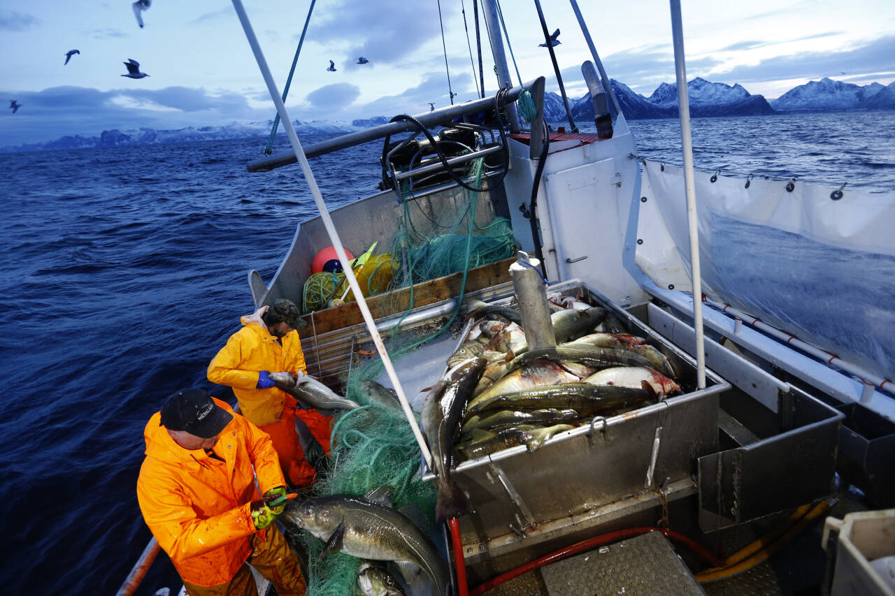 Norge eksporterte sjømat for 14,2 milliarder kroner i august. Foto: Cornelius Poppe / NTB