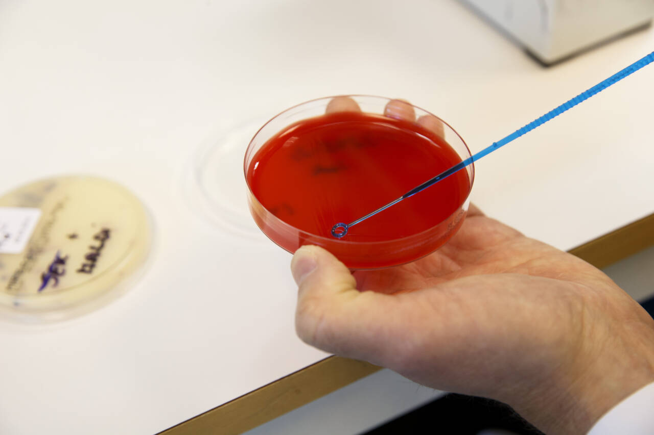 Antibiotikaresistente bakterier i laboratoriet på Veterinærinstituttet i Oslo. Selv om mye er oppnådd, er det sannsynligvis fremdeles forbedringsområder i kampen mot spredning av antibiotikaresistente bakterier i Norge. Illustrasjonsfoto: Cornelius Poppe / NTB