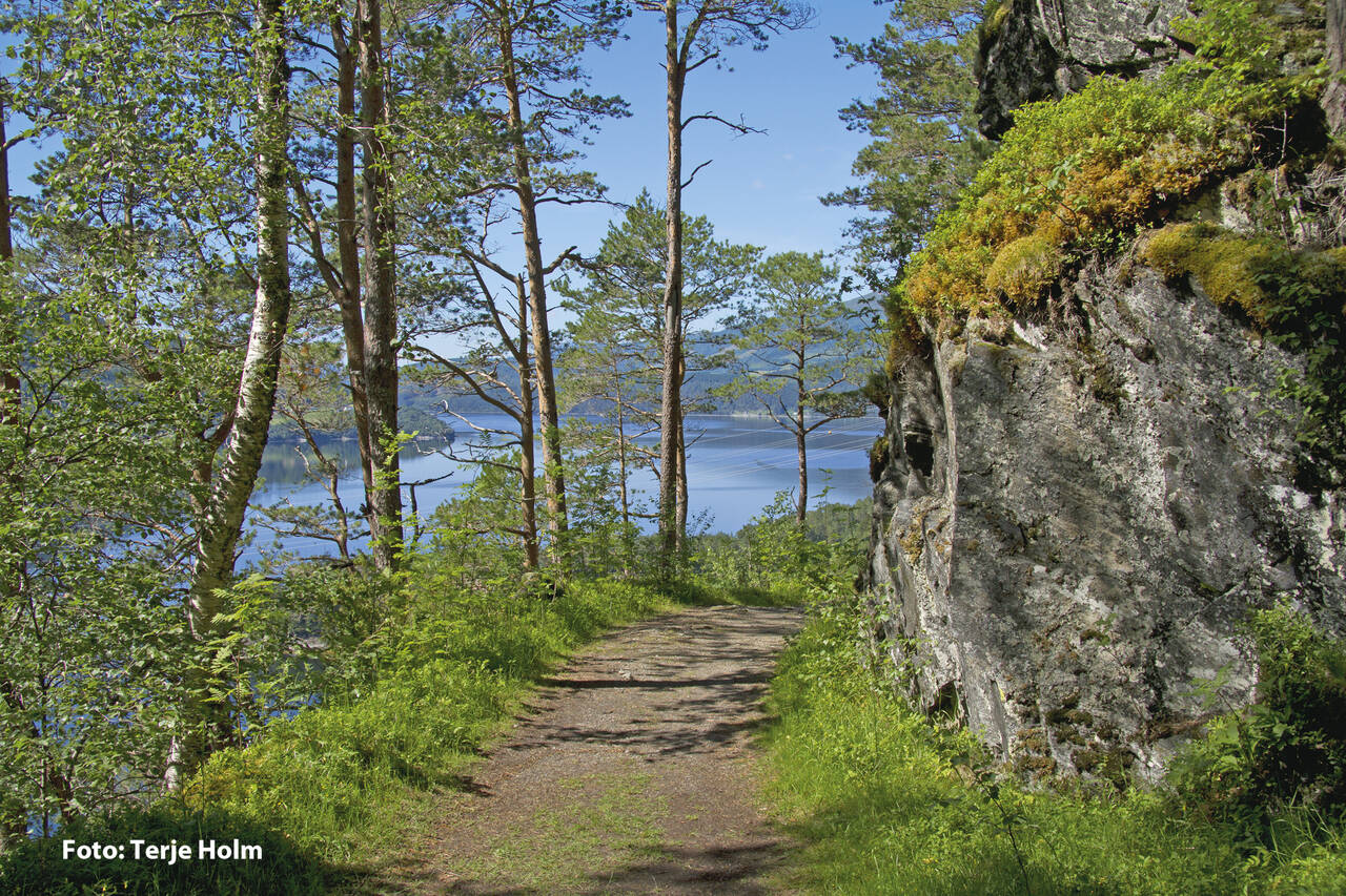 Fra turløypa ved gammelveien på Svinvikrunden i Todalen. Foto: Terje Holm