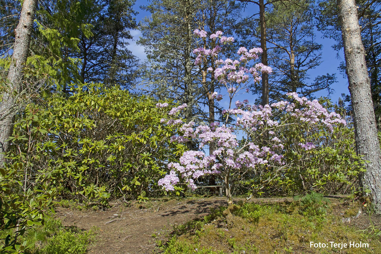 Svinviks arboret. Foto: Terje Holm