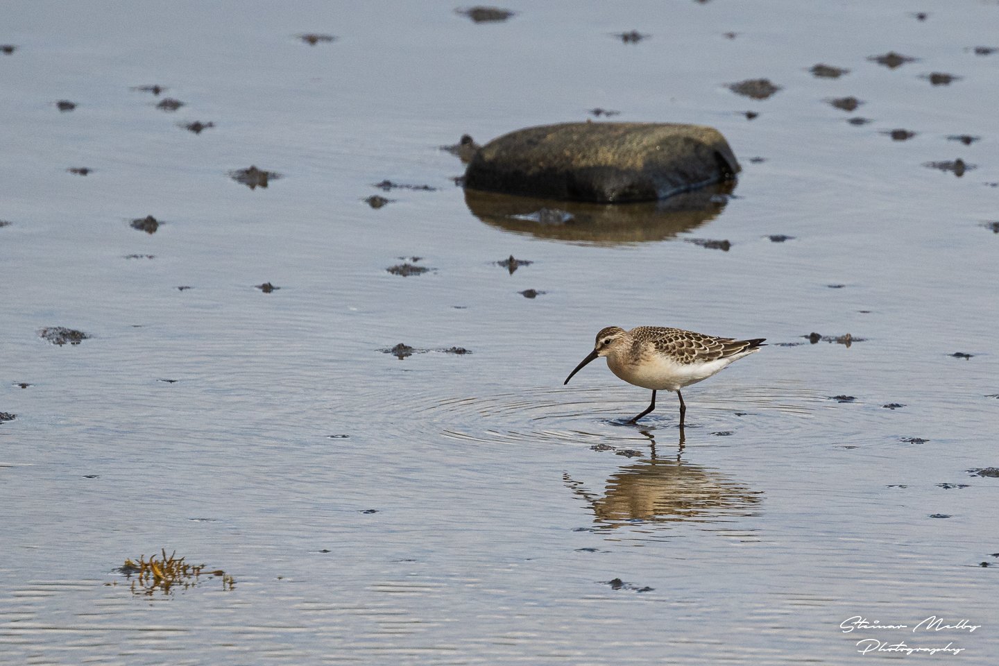 Tundrasnipe, en av artene som trekker over lange distanser hver høst og vår. Foto: Steinar Melby, norscape.com