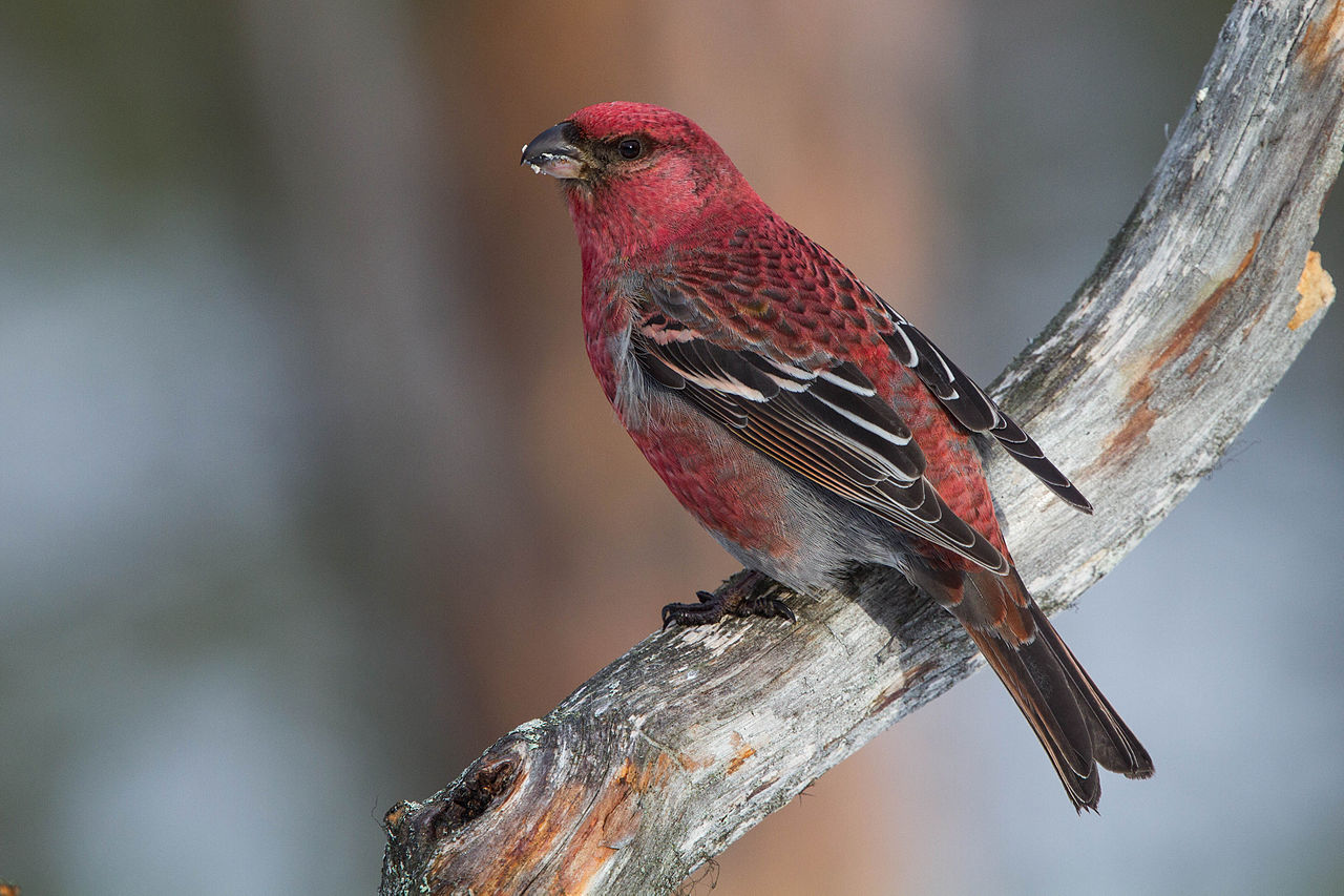 Pine Grosbeak Pinicola enucleator 13667564073