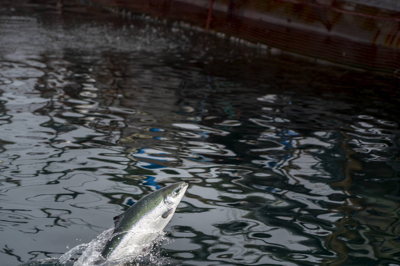Det eksporteres fisk og sjømat for stadig flere kroner.Foto: Gorm Kallestad / NTB
