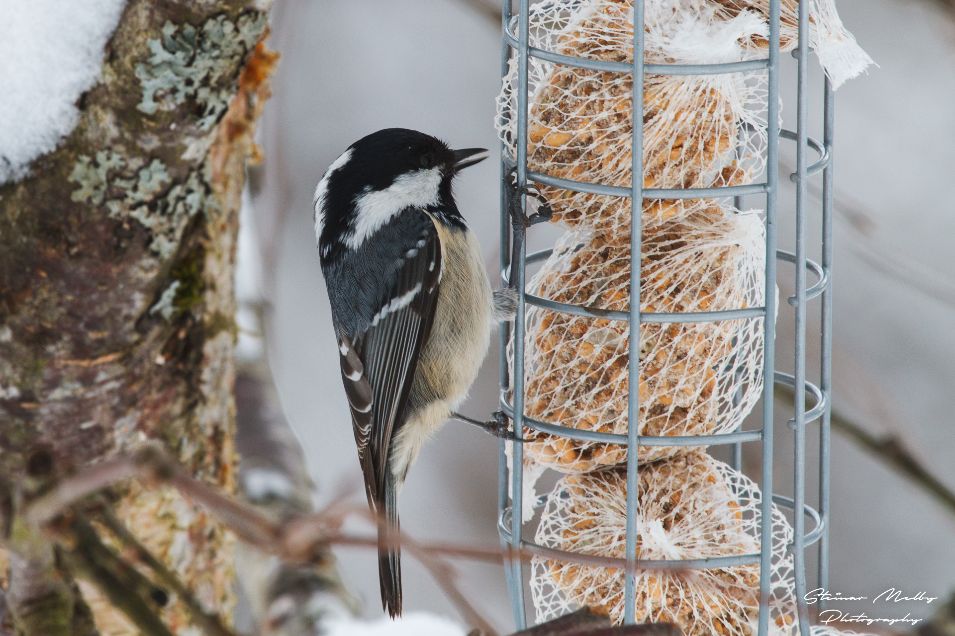 Svartmeis på fugleforing i Surnadal. Foto: Steinar Melby