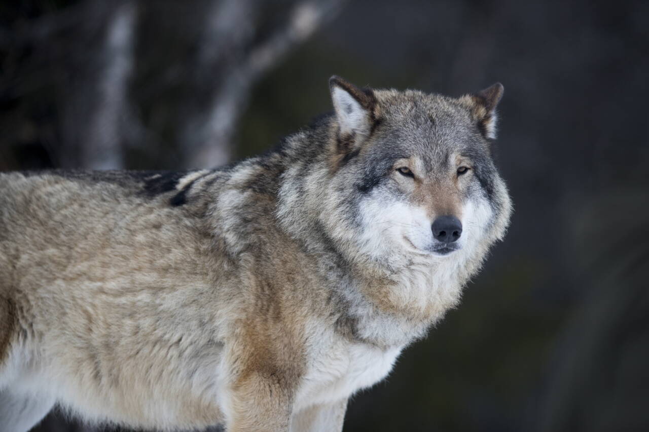 Av sauene som ble tatt av rovdyr i fjor, ble det fastslått at 1945 var tatt av ulv. Foto: Heiko Junge / NTB