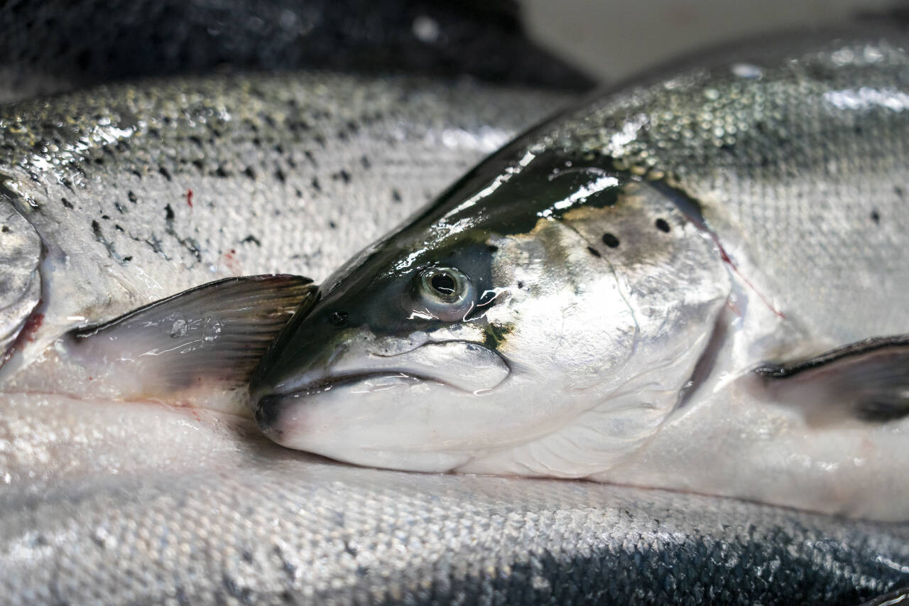 Laksefiske ble halvert i Møre og Romsdal i 2023. Foto: Gorm Kallestad / NTB