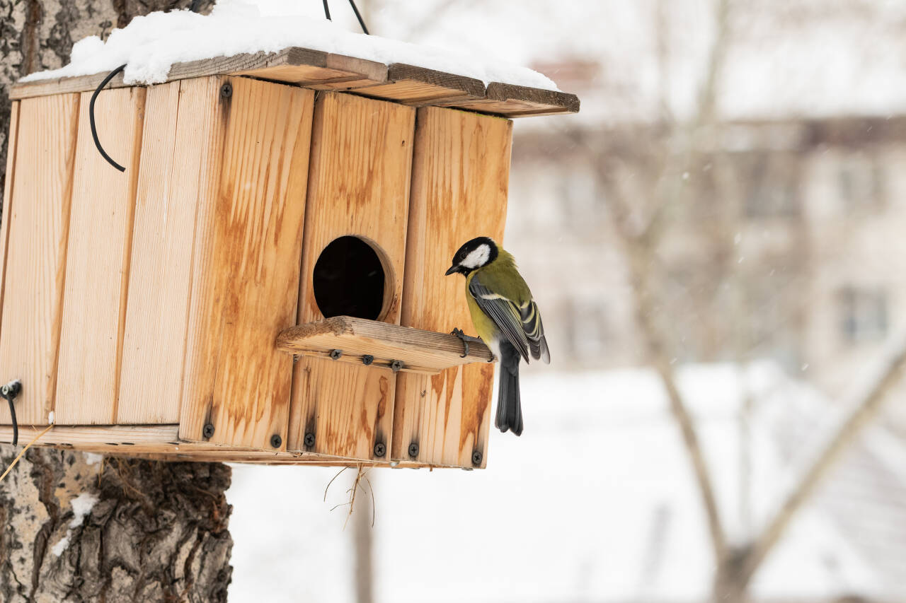 BOLIGJAKT: Fuglene starter boligjakten allerede i mars. Men dette huset har nok for stor inngang for den lille meisen. Foto: Shutterstock / NTB
