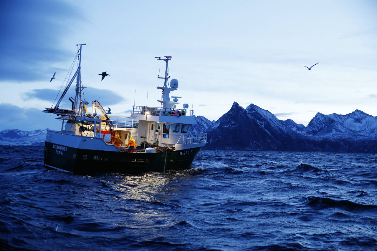 Fiske av skrei ved Gryllefjord på utsiden av Senja i 2015. Nå skal fordelingen av norske fiskekvoter fastsettes på nytt. Foto: Cornelius Poppe / NTB