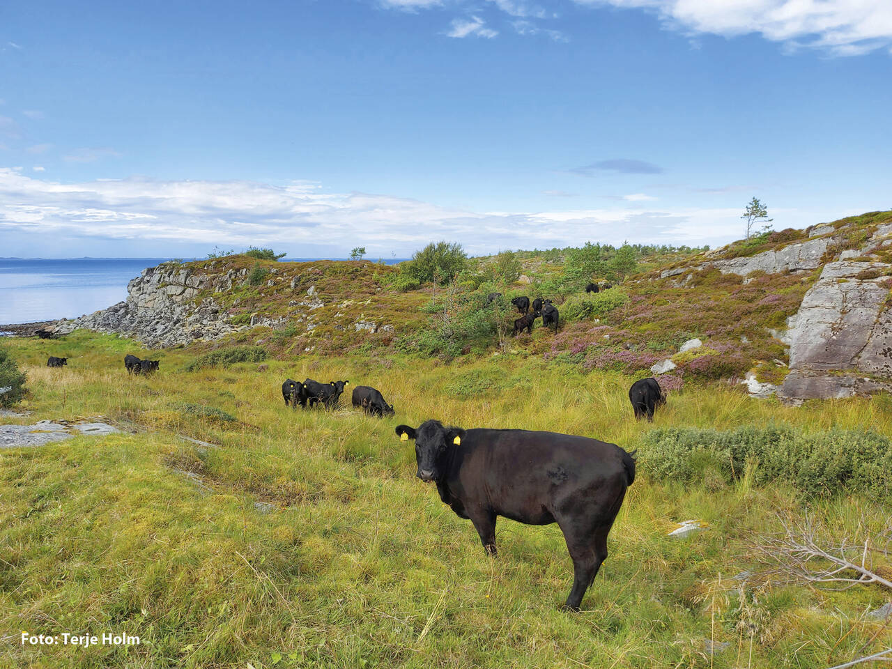 Mye fin natur i området ved Melland Fort. Foto: Terje Holm