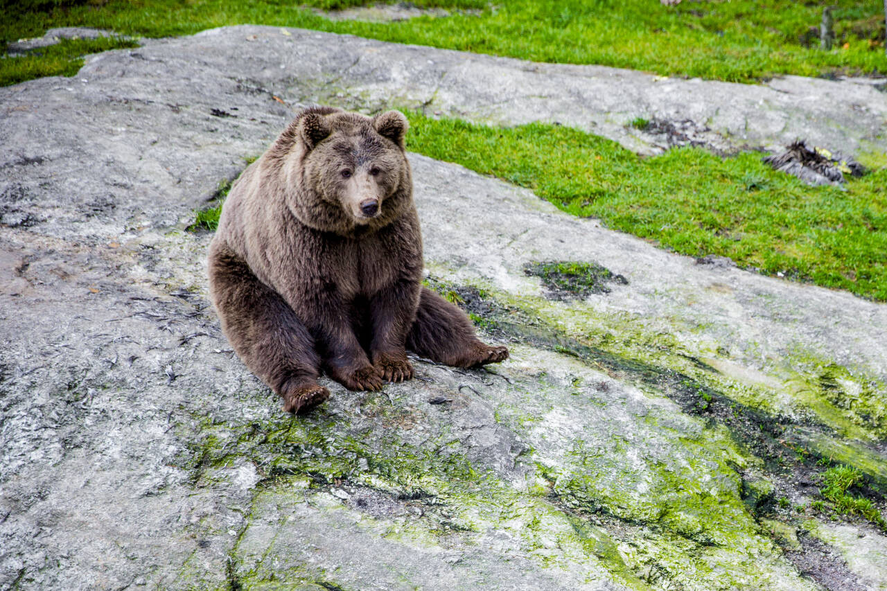 Naturvernforbundet mener det skytes for mange bjørn i Norge, og ber nå myndighetene stramme inn på blant annet fellingstillatelser og lisensjakt. Foto: Stian Lysberg Solum / NTB