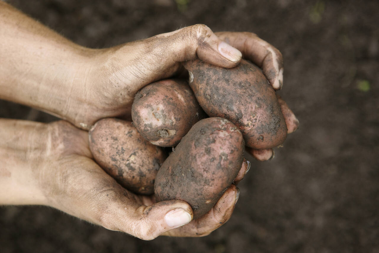 Klimagassutslippene fra produksjonen av poteter er mye lavere enn ved produksjonen av mais, ris, og hvete, viser et nyt studie. Foto: Berit Roald / NTB