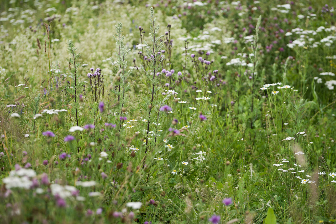 Blomsterenger er viktige for insekter. Flere ønsker å ta ansvar for de små dyrenes overlevelse. Foto: Amanda Pedersen Giske / NTB