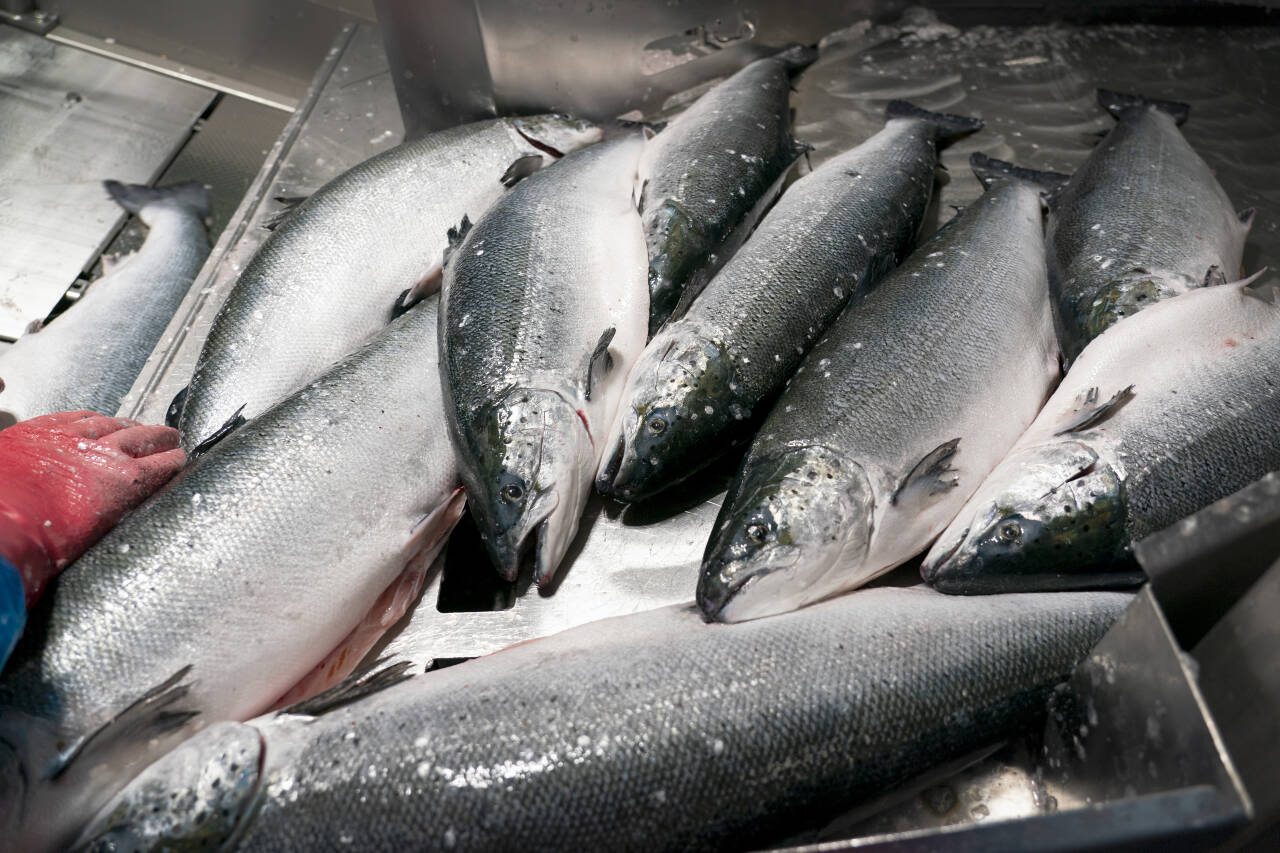 Ny rapport sier at havbruksnæringen brukte over 80 prosent mer penger på konsulenter og revisjon utenfra etter grunnrenteskatten ble innført. Foto: Gorm Kallestad / NTB