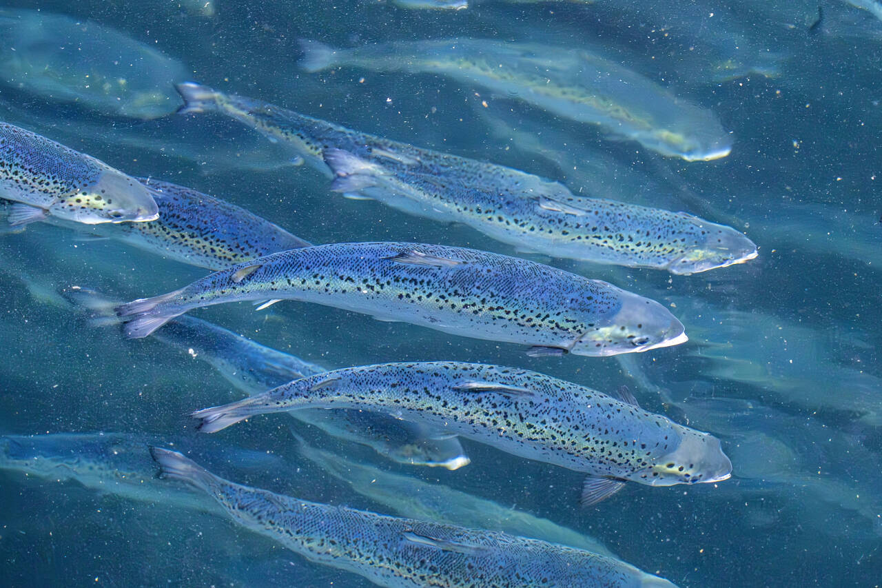 Rundt 8400 laks rømte fra Lerøys anlegg på Hitra i forrige uke. Mattilsynet frykter at fisken har sykdommen BDK og at den vil smitte andre fisker. Foto: Gorm Kallestad / NTB