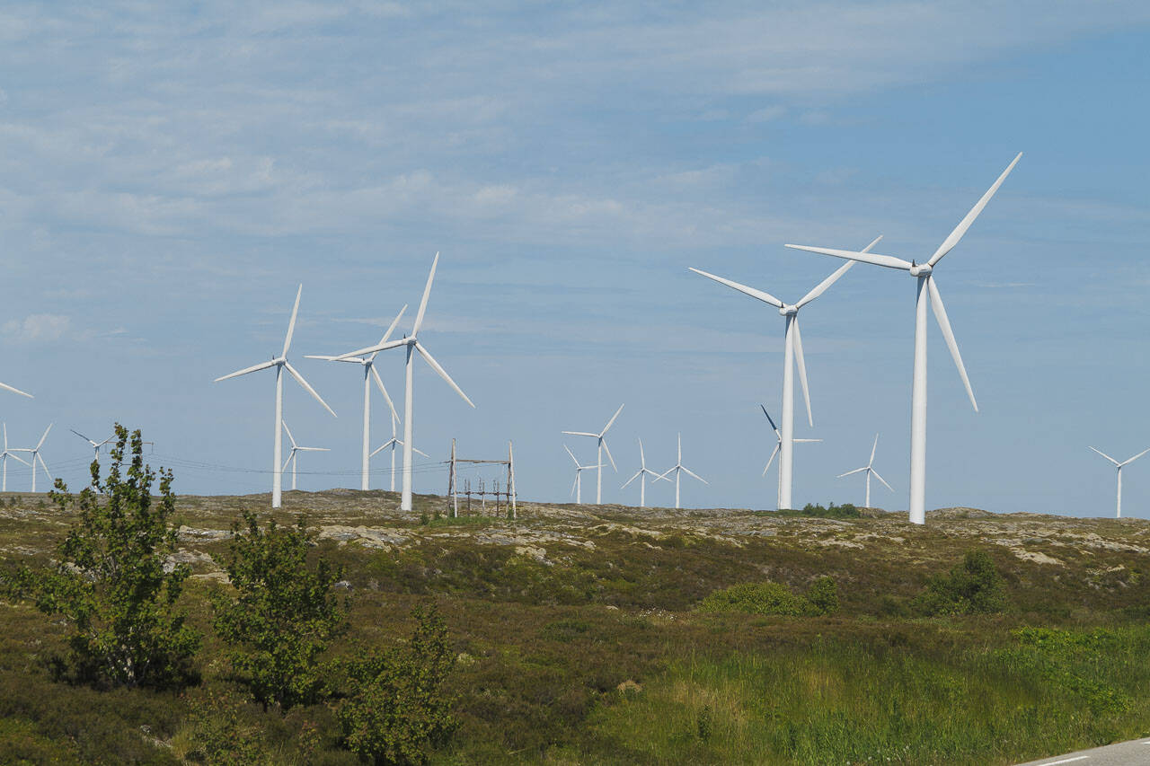 Deler av vindindustrianlegget på Smøla. Foto: Kurt Helge Røsand / KSU.NO