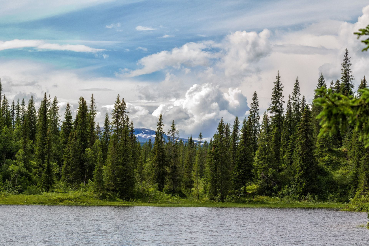 – Norges skoger absorberer 18 millioner tonn CO2 helt gratis, skriver Ketil S. Andersen. Illustrasjonsfoto: Steinar Melby / NorScape.com