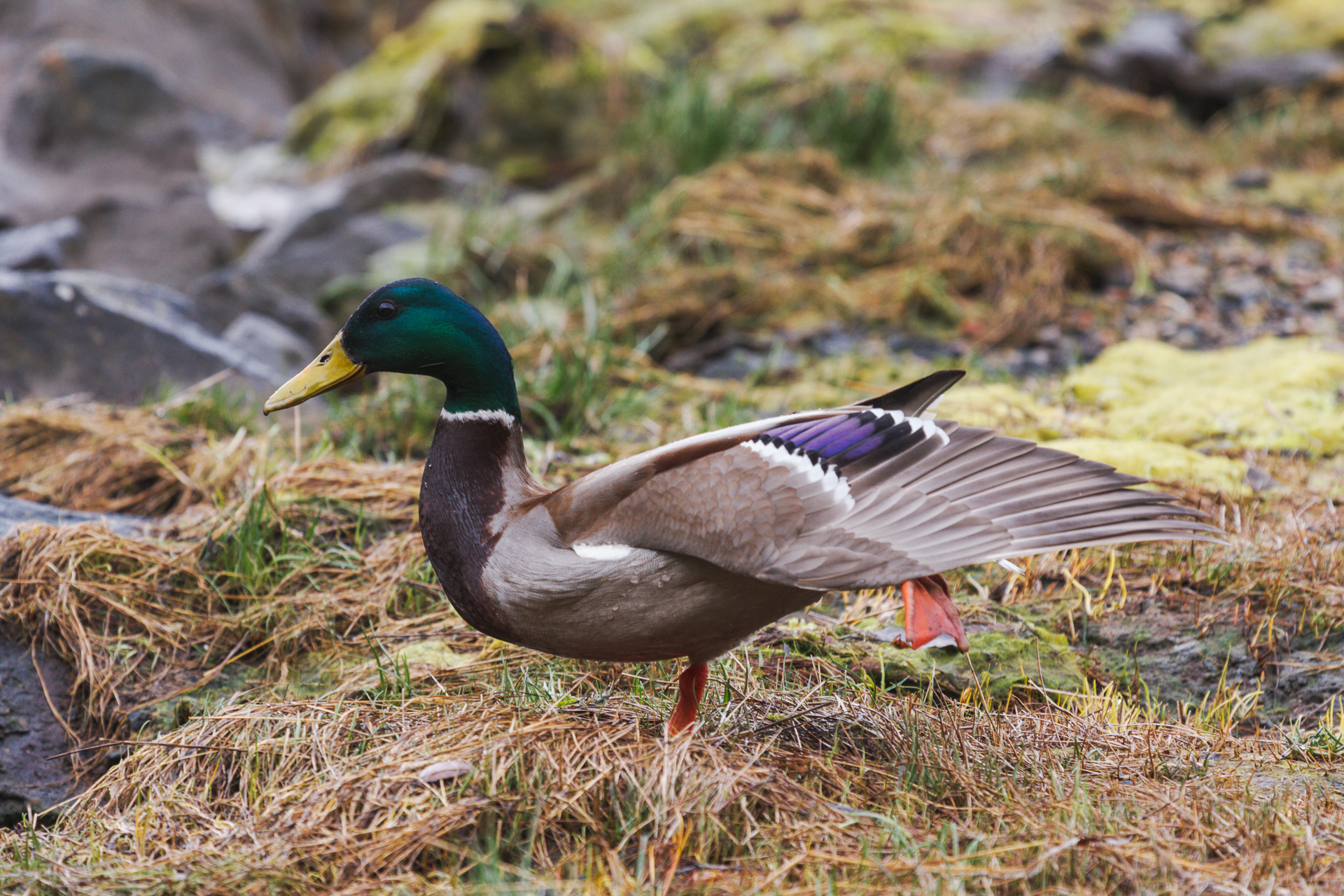 Stokkand hann poserer i Gløsvågen i Kristiansund. Foto: Steinar Melby, NorScape.com