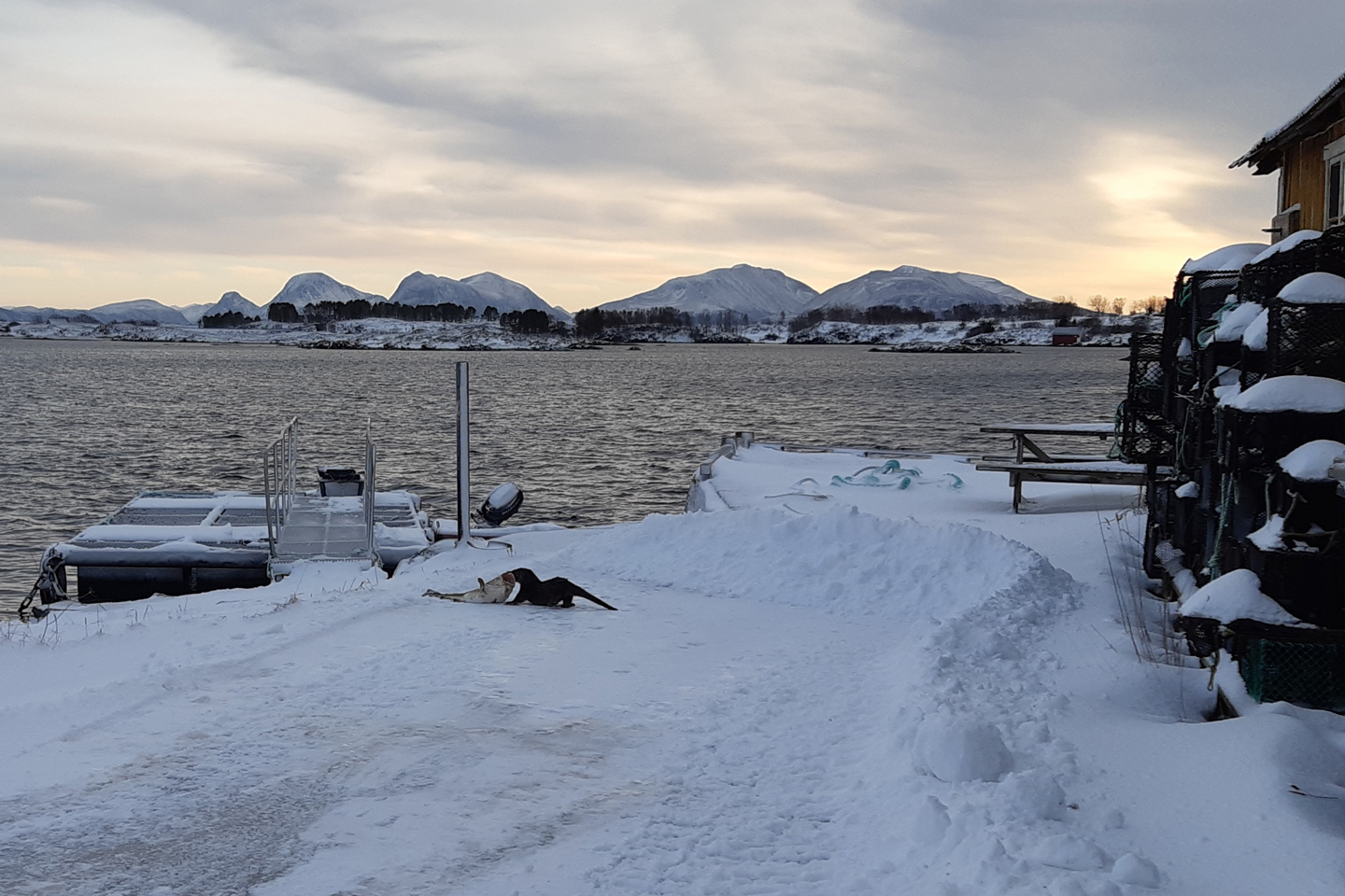 Oter med kjempefangst ved Jøstølen på Smøla. Foto: Gunny Brit Gunvaldsdatter Sandblåst