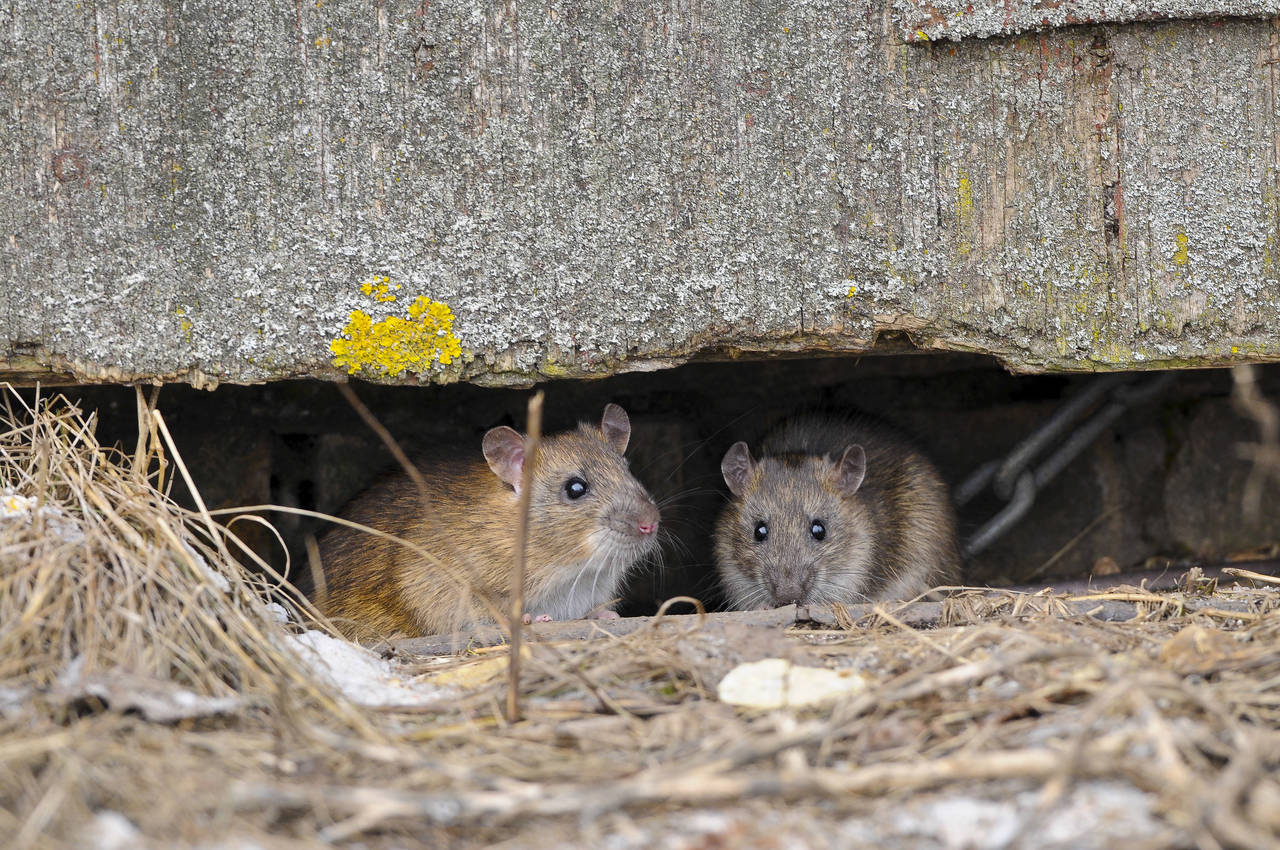  UKLART ANTALL: Rotteplagen vedvarer, med rapporter om mange rotter i byene vinteren 2018. Men ifølge Folkehelseinstituttet finnes det ingen pålitelige tall for rottebestanden i Norge i dag. FOTO: Erik Thomsen / Biofoto