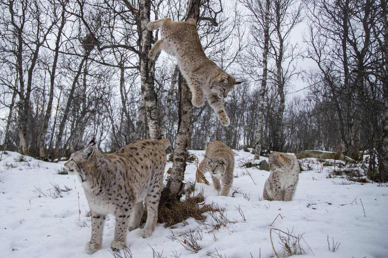 Fylkesmannen i Telemark og Vestfold har henstilt om ikke å jakte på familiegrupper eller der flere dyr opptrer sammen. Illustrasjonsfoto: Heiko Junge / NTB scanpix