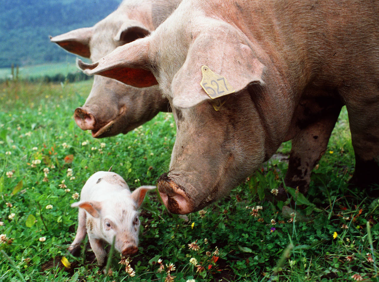 Det er overproduksjon av svinekjøtt i Norge. Nortura ber nå flere bønder melde seg på sluttpakkeordningen for grisebønder. Foto: Lise Åserud / NTB scanpix