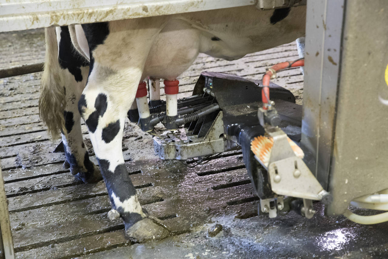 Etter tørkesommeren ble det overproduksjon av melk på høsten. Nå kuttes prisen for å unngå mer overproduksjon. Illustrasjonsfoto: Terje Bendiksby / NTB scanpix