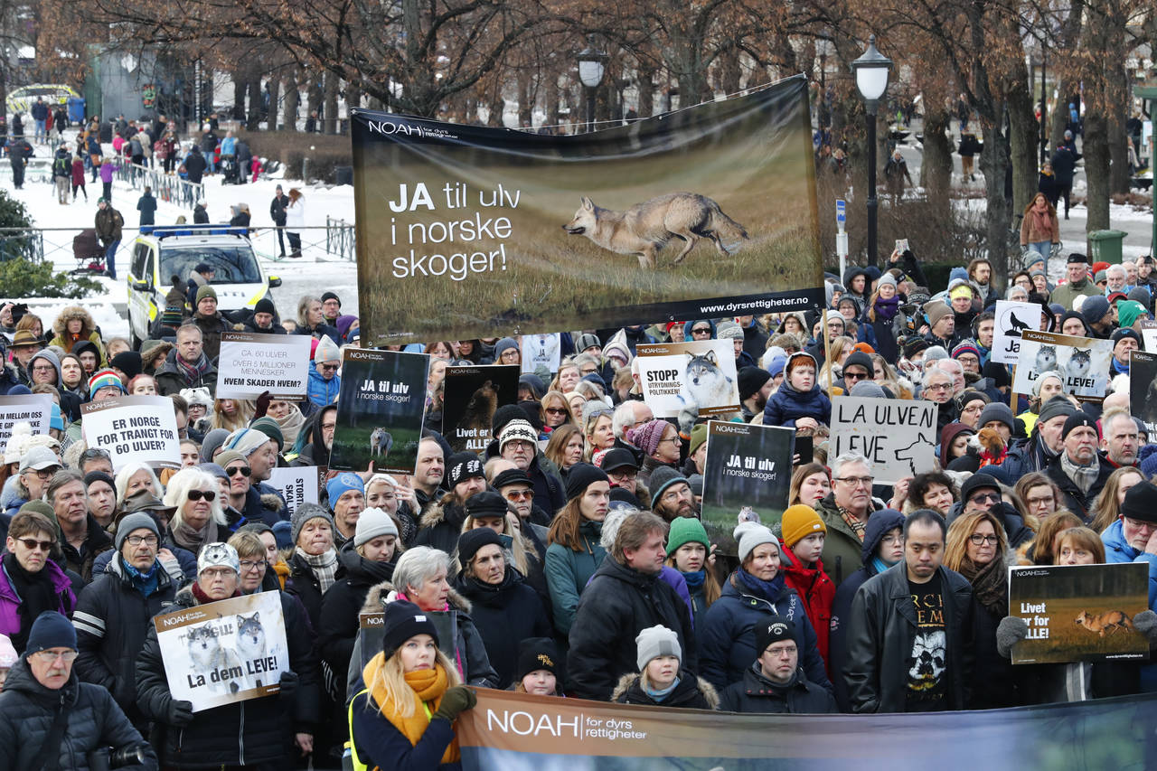 Mange møtte opp utenfor Stortinget lørdag for å demonstrere for å bevare ulv og andre rovdyr i Norge. Foto: Heiko Junge / NTB scanpix
