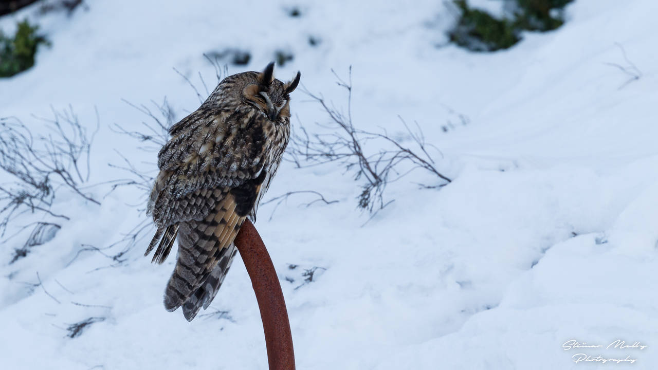 Hornhugle på besøk på Innlandet i Kristiansund. Foto: Steinar Melby