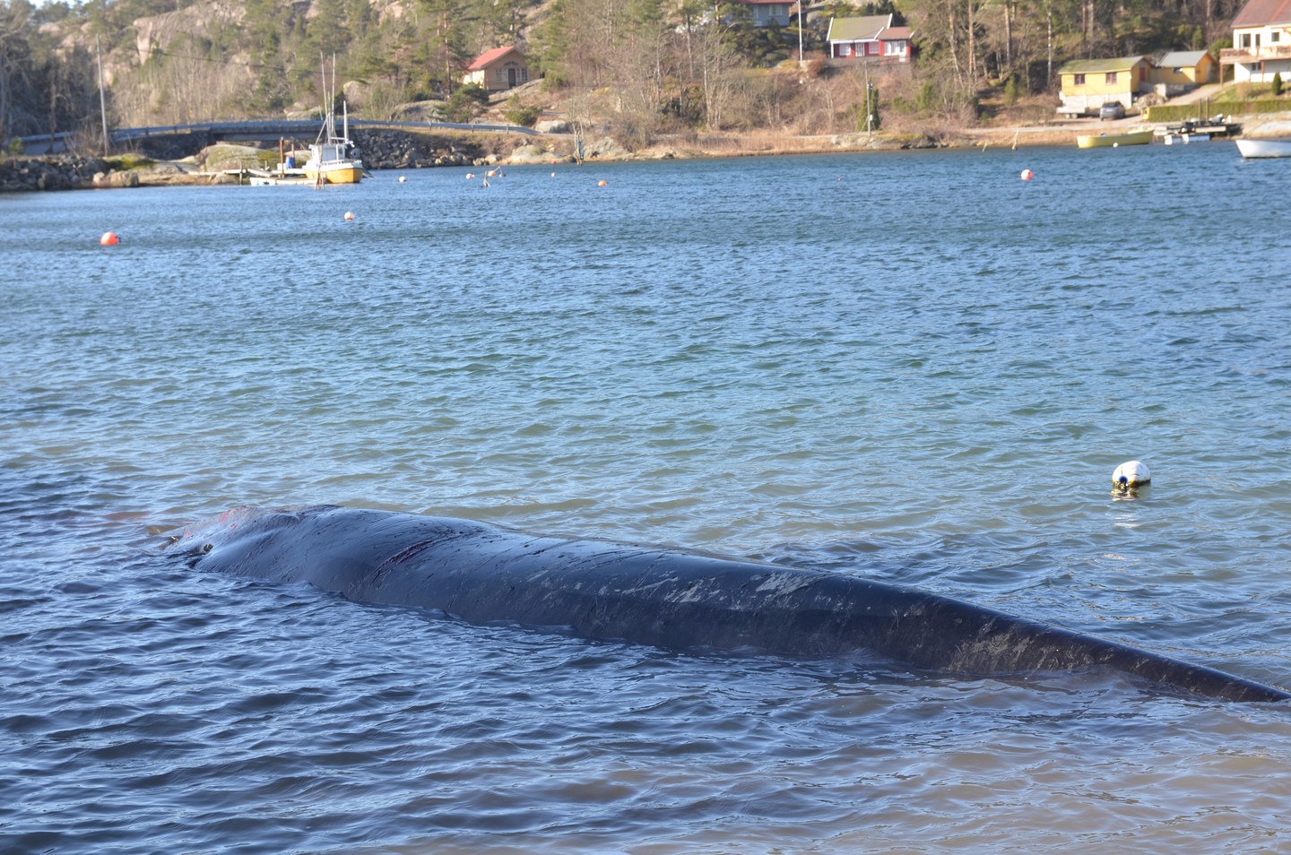 Arkivbilde av strandet hval. Foto: Utrykningsnytt / NTB scanpix