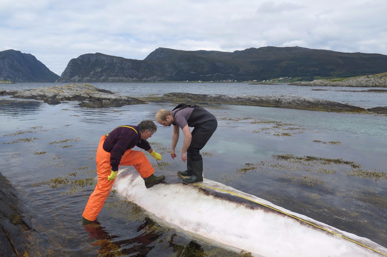 En død hval ble funnet på Warholmen i nærheten av Runde Miljøsenter i Møre og Romsdal tirsdag. Foto: Runde Miljøsenter / NTB scanpix