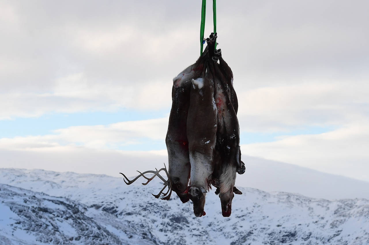 Reinsdyrene fraktes med helikopter til en teststasjon ved Breistølen i Lærdal, hvor de testes for skrantesyke. Foto: Marit Hommedal / NTB scanpix.