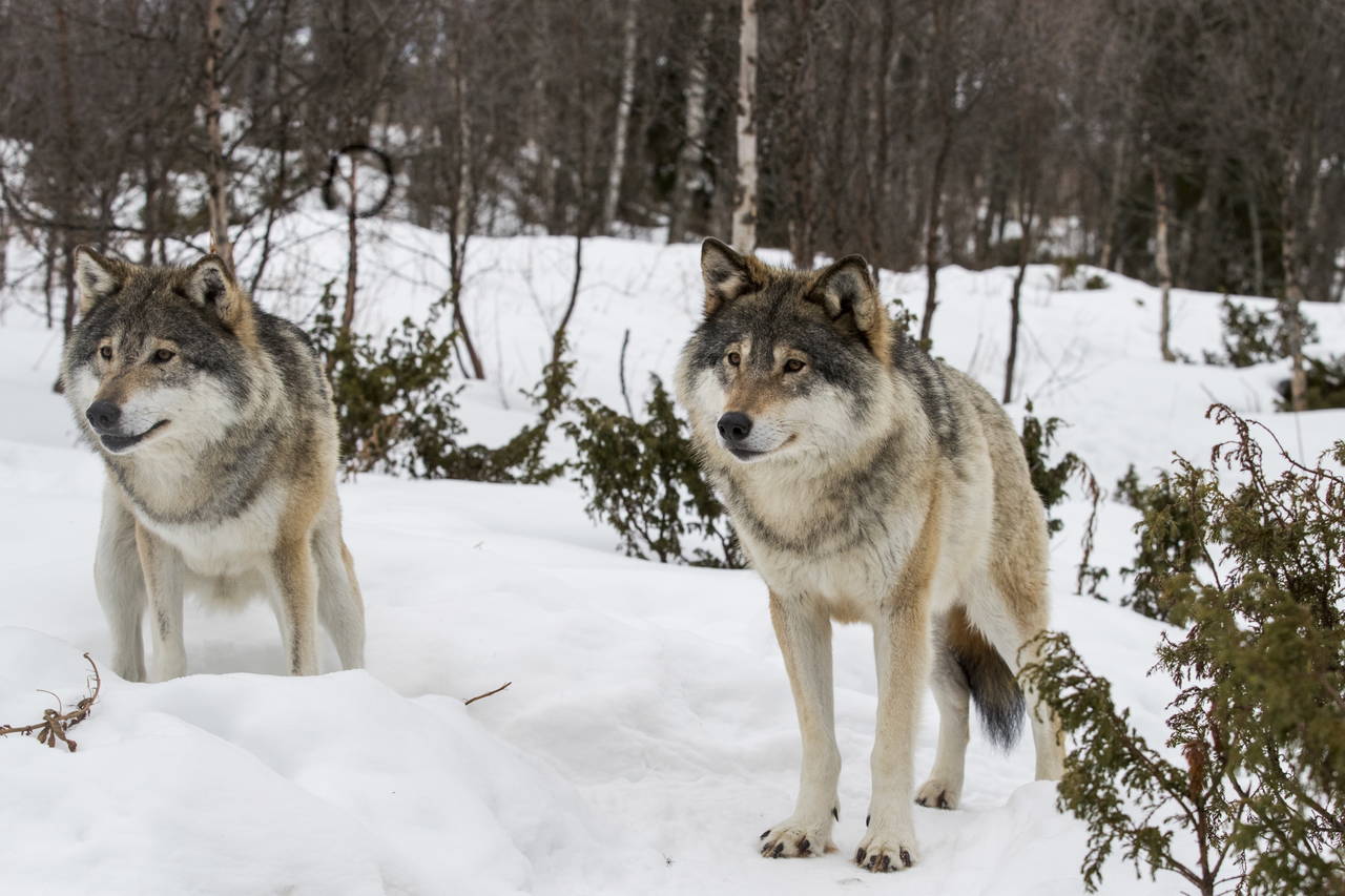 Ulv på Langedrag. To voksne hannulver. Latinsk navn: Canis Lupus. Foto: Heiko Junge / NTB scanpix Credit: NTB scanpix