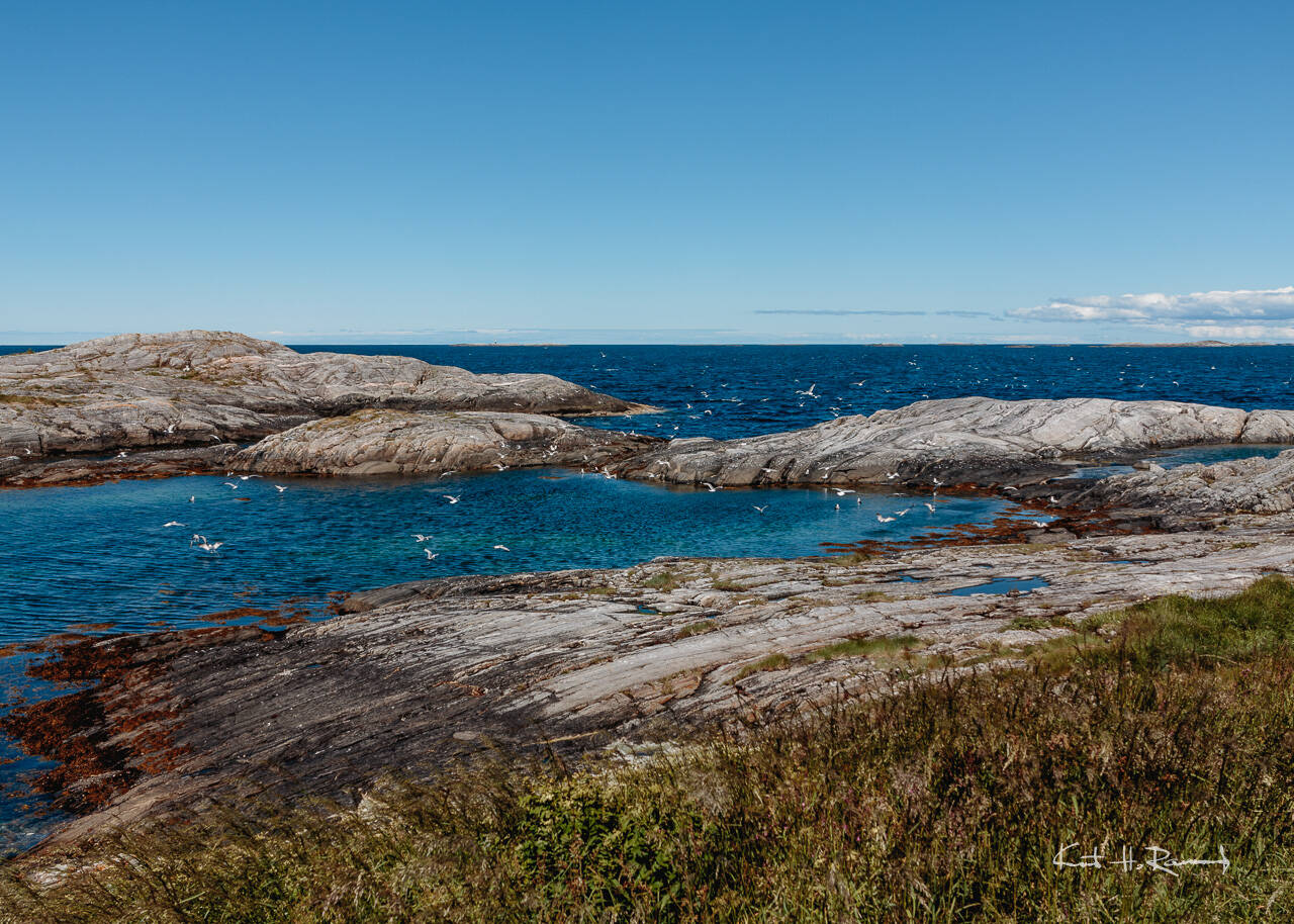 Jakten foregikk i flere bukter like ved Atlanterhavsveien. Foto: Kurt Helge Røsand / KSU.NO