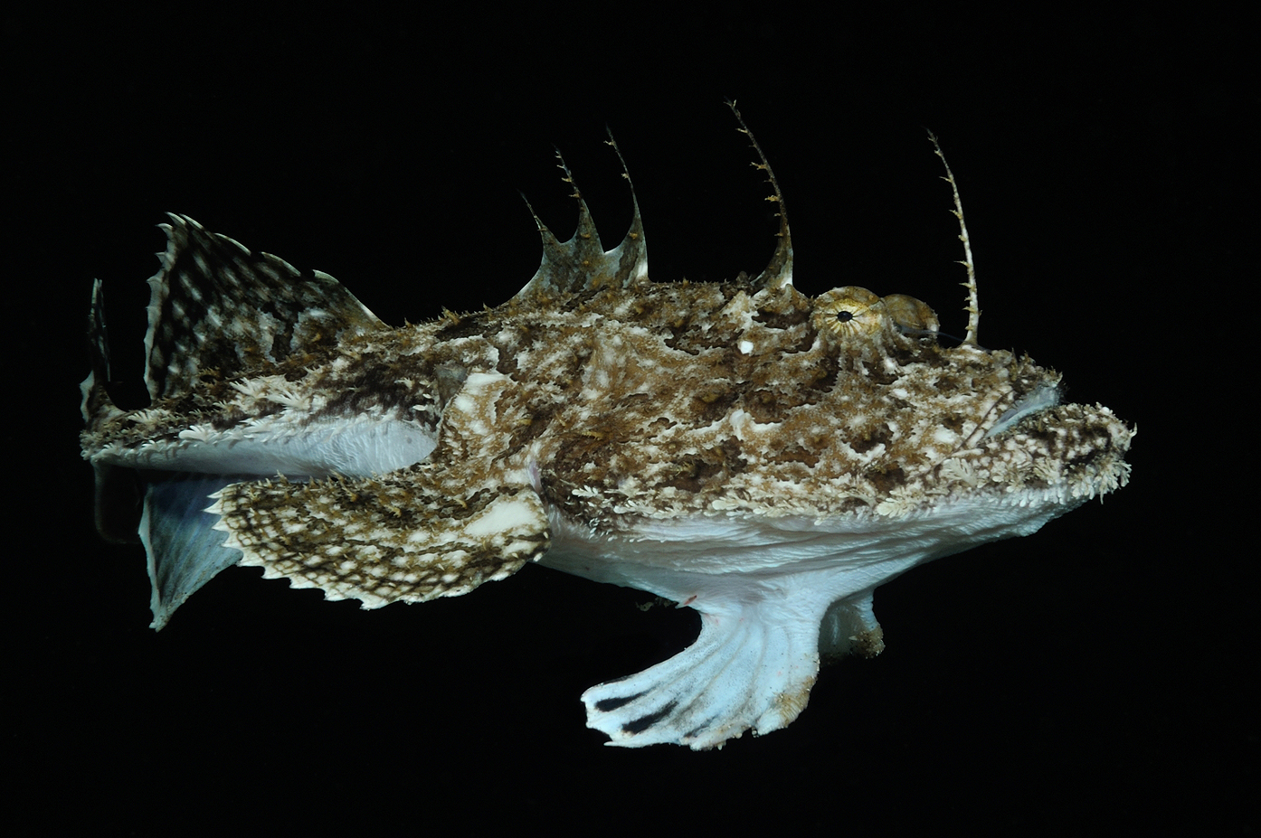 Breiflabb (Lophius piscatorius). Foto: Nils Aukan