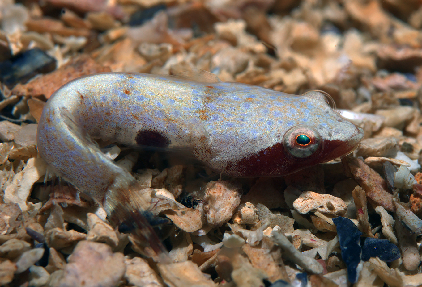 Dobbeltsuger (Diplecogaster bimaculatus). Foto: Nils Aukan