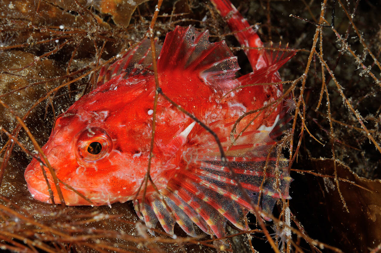 Dvergulke (Taurulus bubalus). Foto: Nils Aukan