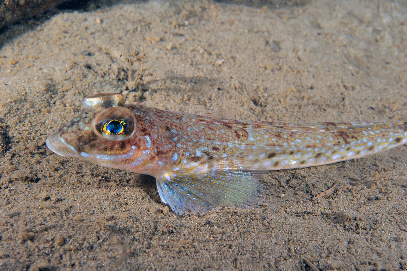 Flekket fløyfisk (Callionymus maculatus). Foto: Nils Aukan