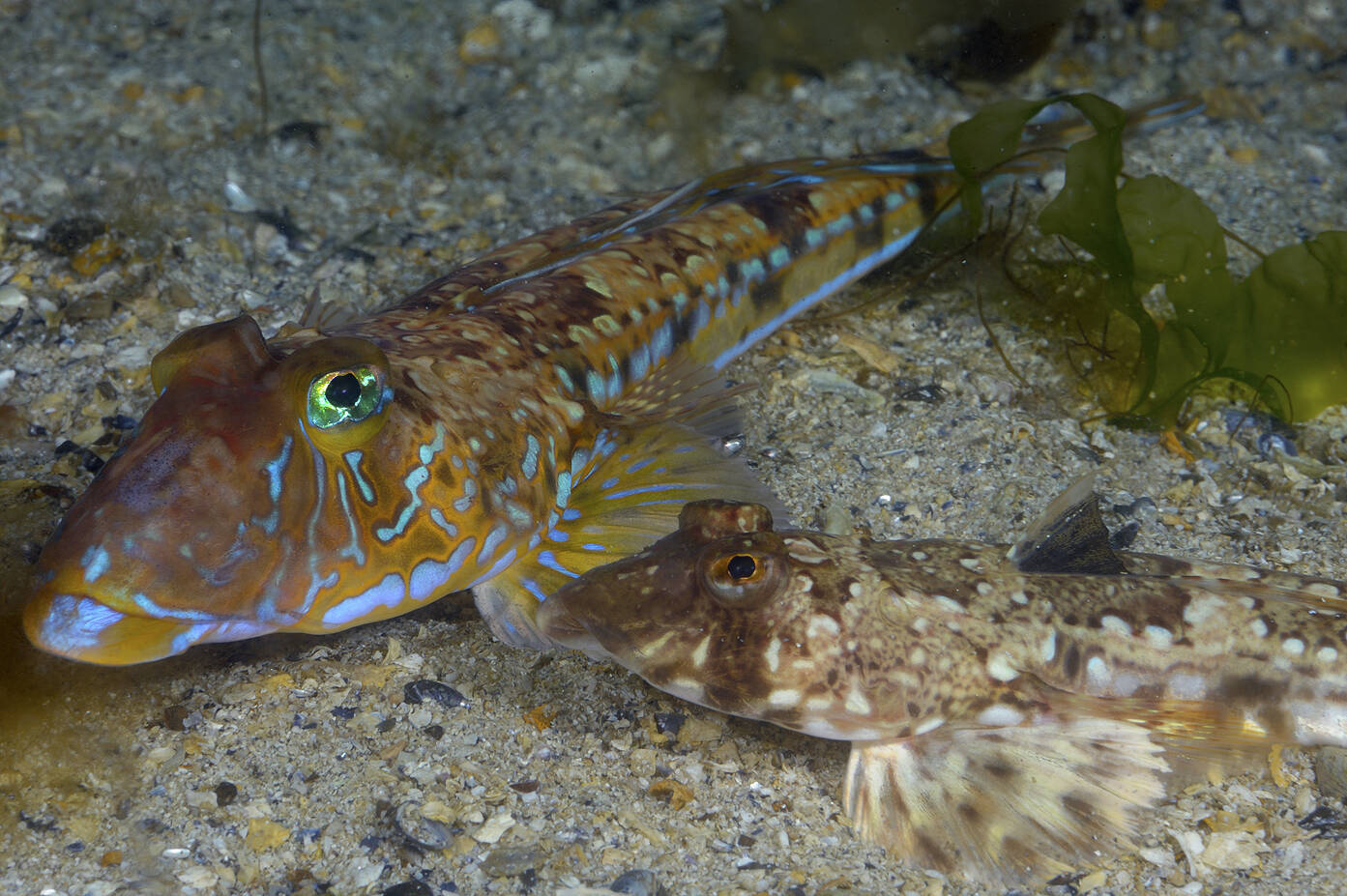 Vanlig fløyfisk (Callionymus lyra). Foto: Nils Aukan