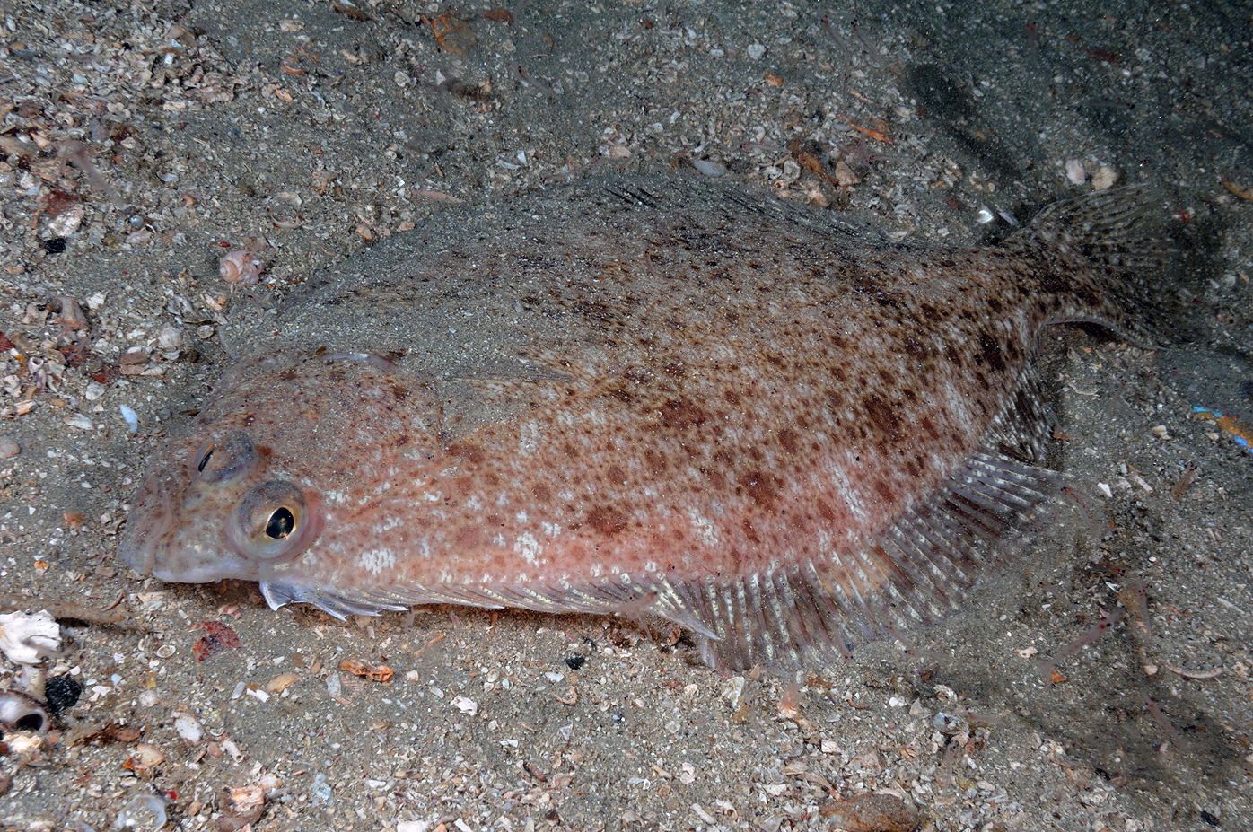 Gapflyndre (Hipoglossides platessoides). Foto: Nils Aukan