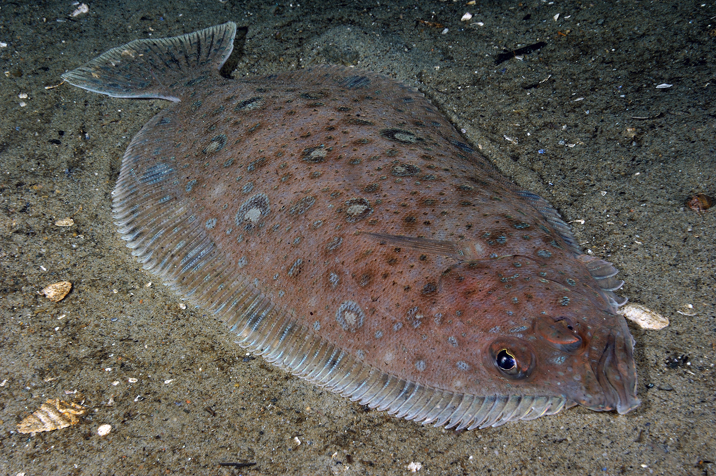 Glassvar (Lepidorhombus whiffiagonis). Foto: Nils Aukan