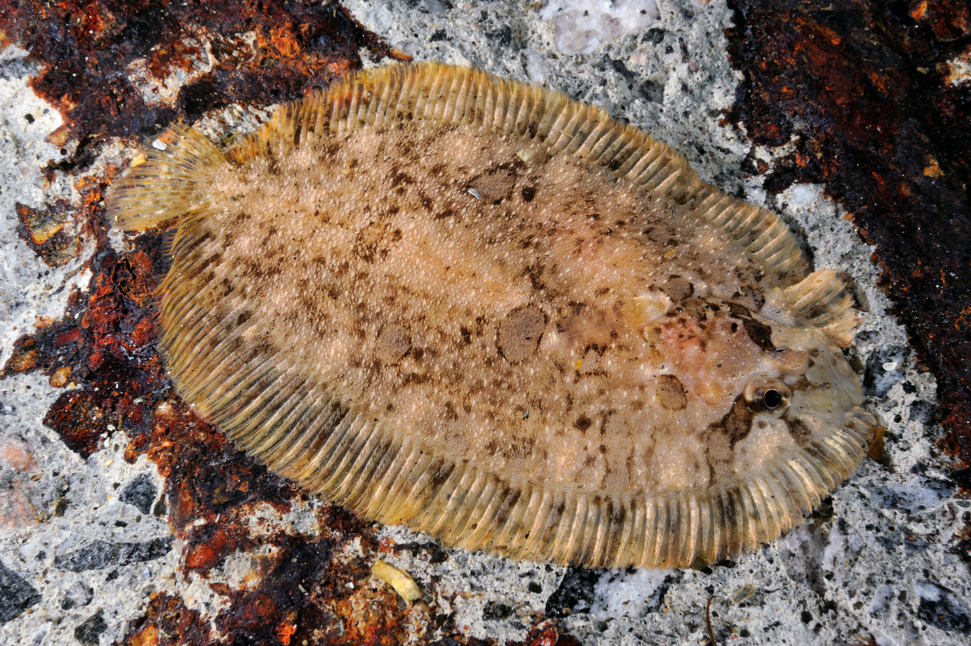 Hårvar (Zeugopterus puncytatus). Foto: Nils Aukan