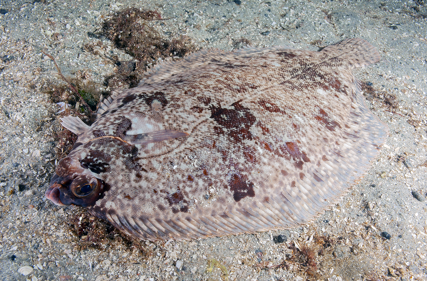 Lomre eller bergflyndre (Microstomus kitt). Foto: Nils Aukan