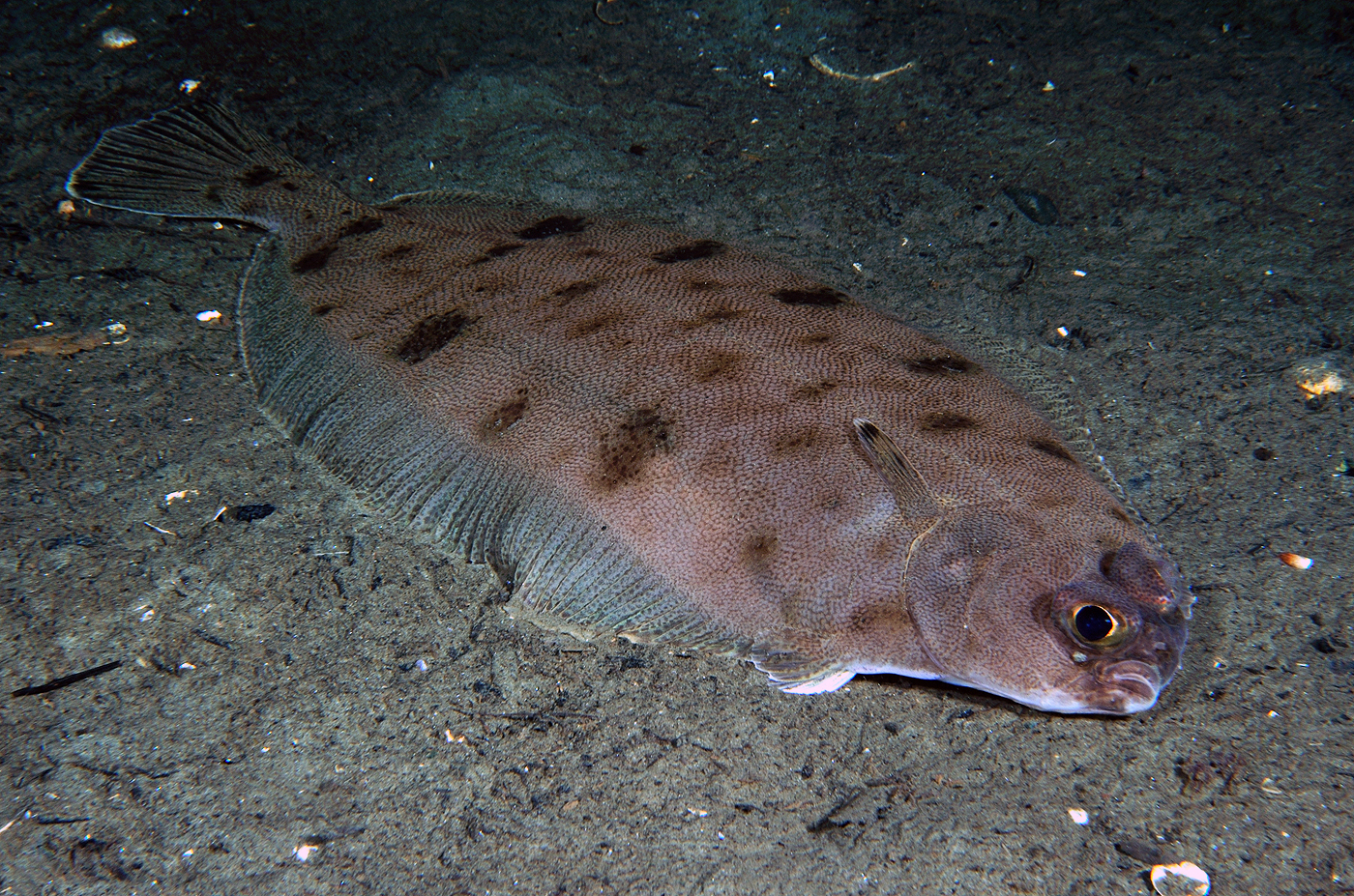 Smørflyndre (Glyptocephalus cynoglossus). Foto: Nils Aukan