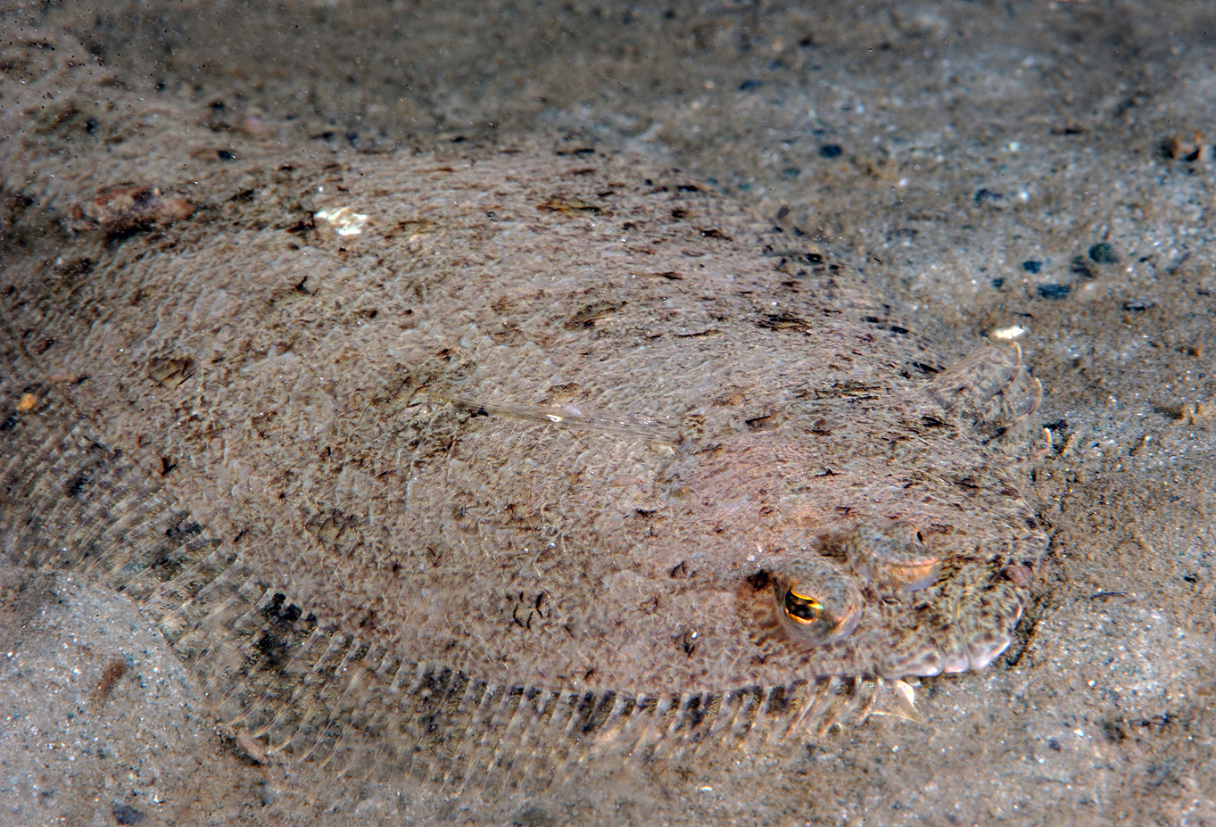 Tungevar (Arnoglossus laterna). Foto: Nils Aukan