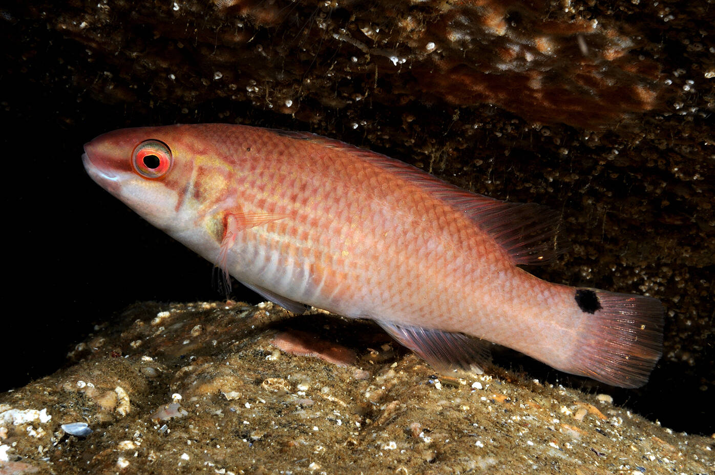 Bergnebb (Ctenolabrus rupestris). Foto: Nils Aukan