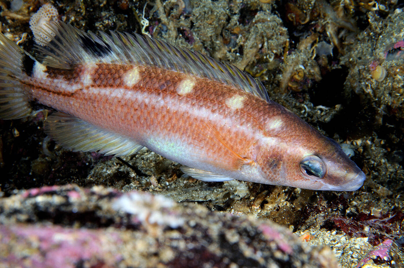 Brungylt (Acantholabrus palloni). Foto: Nils Aukan