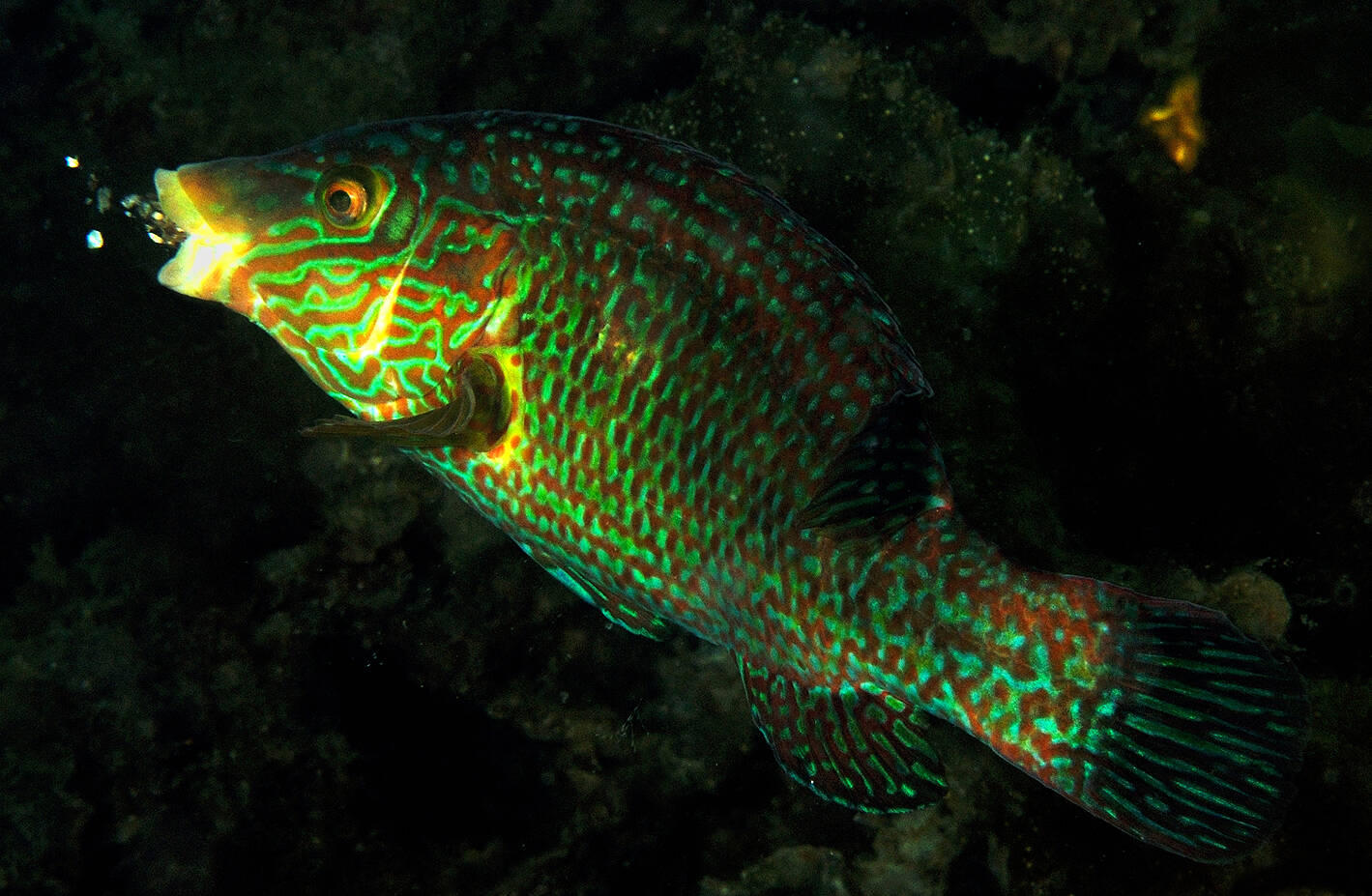 Grønngylt (Symphodus melops). Foto: Nils Aukan