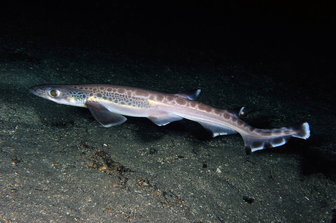 Hågjel (Galeus melastomus). Foto: Nils Aukan