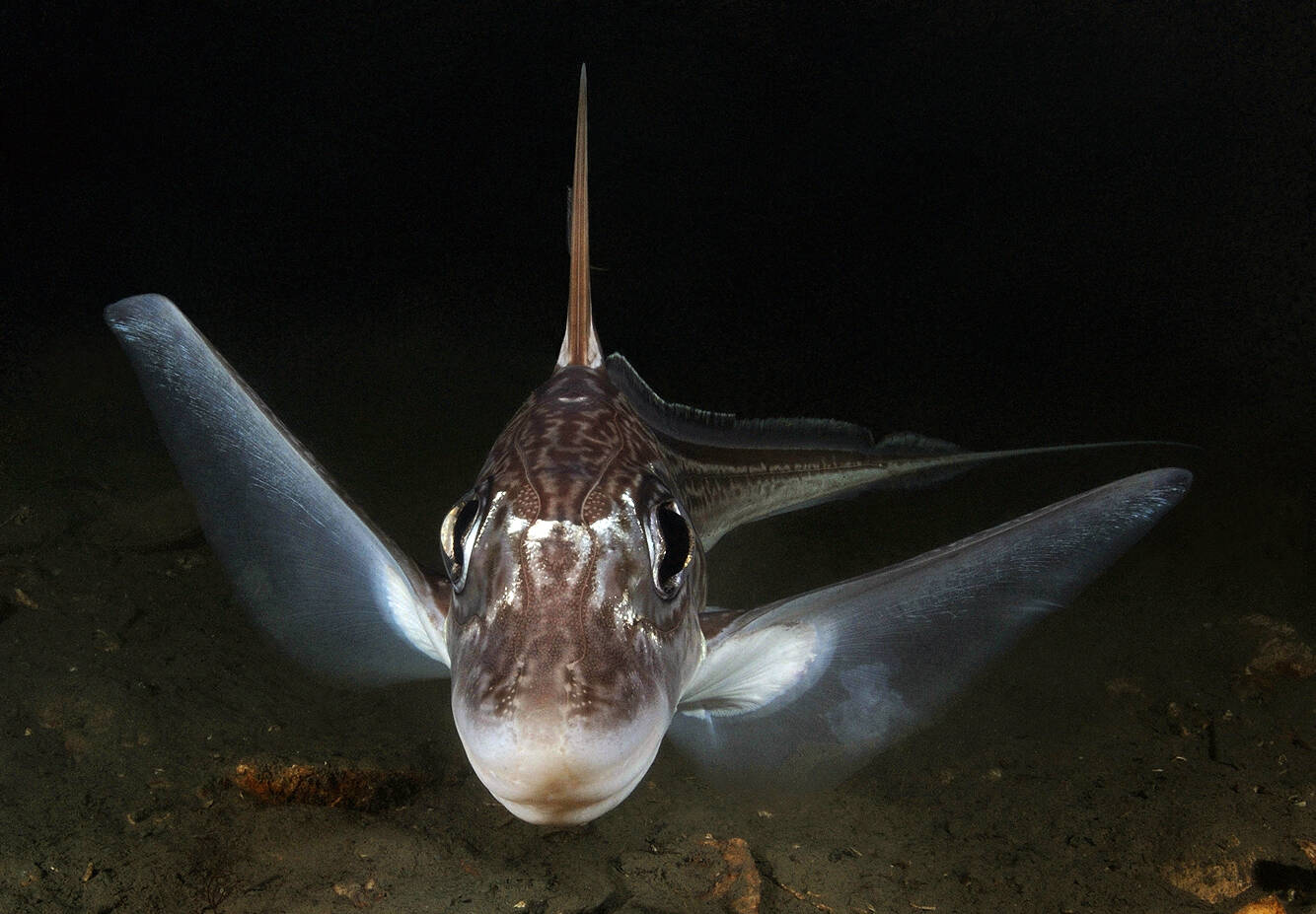 Havmus (Chimaera monstrosa). Foto: Nils Aukan