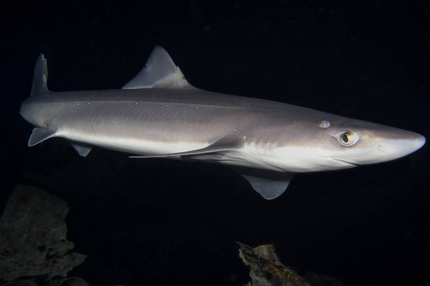 Pigghå (Squalus acanthias). Foto: Nils Aukan